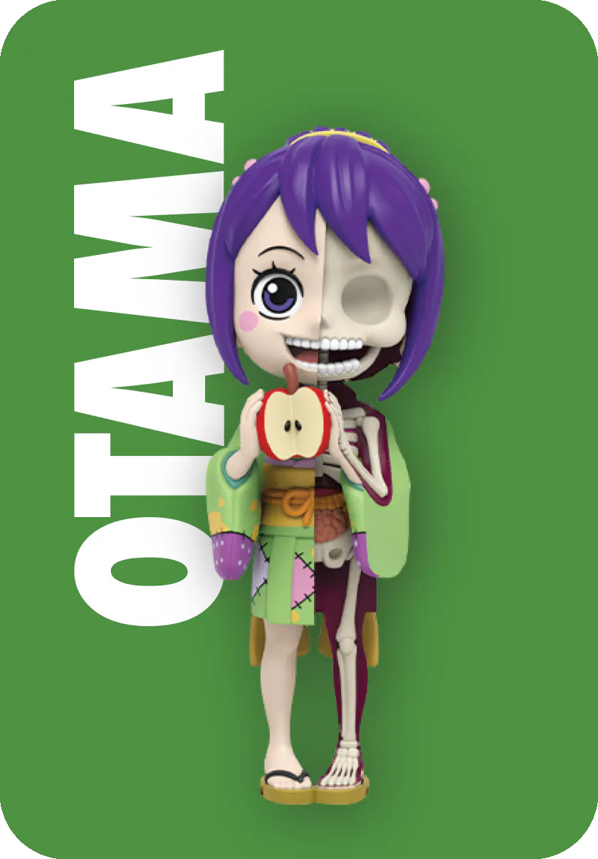 One Piece Hidden Dissectables Blind Box Series 5- Ladies Edition by Jason Freeny x Mighty Jaxx.